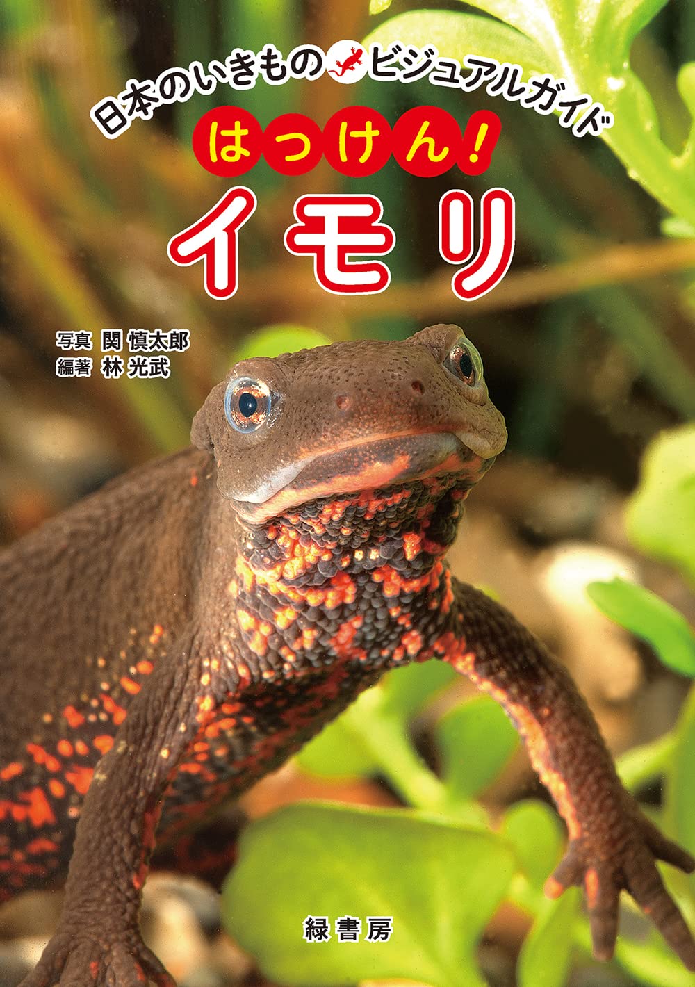 ストラウヒツエイモリイモリ2024CB